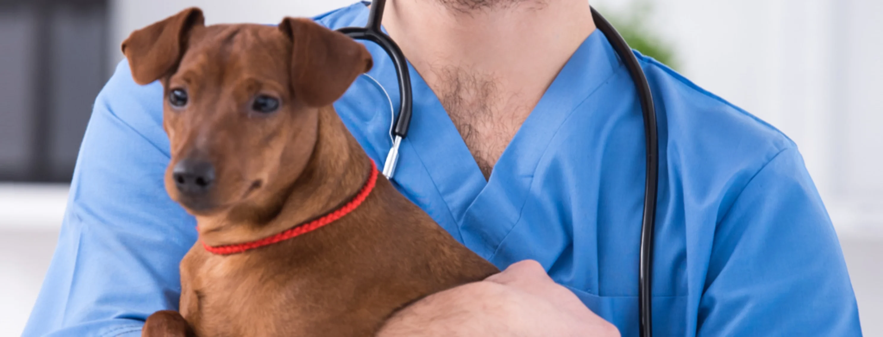 Veterinarian Holding a Brown Dog in a Clinic